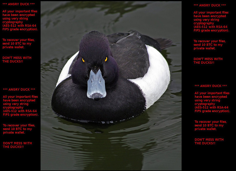 angry duck ransomware
